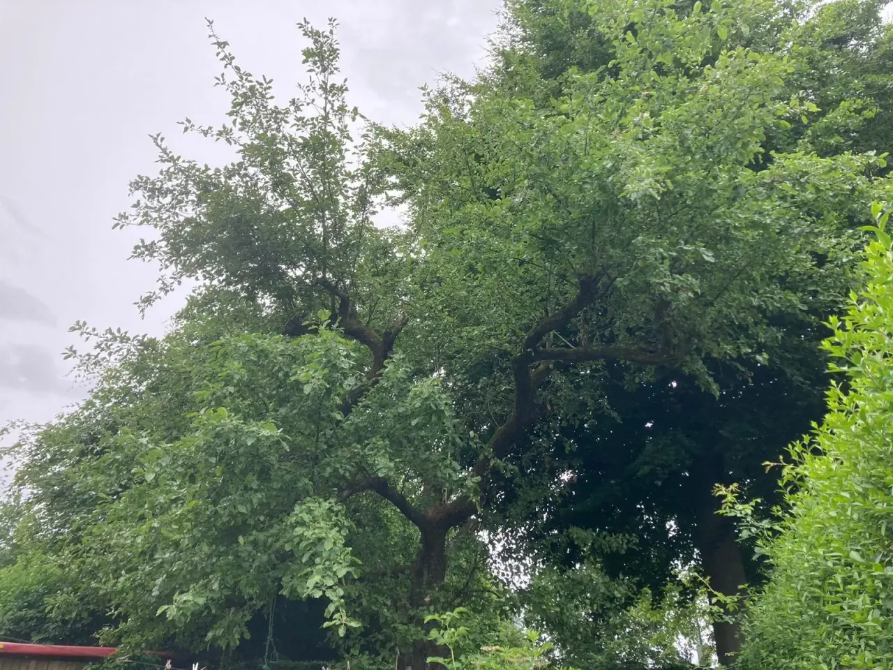 Dichter Wald mit grünen Laubbäumen unter bewölktem Himmel, alte Bäume mit ausladenden Ästen.