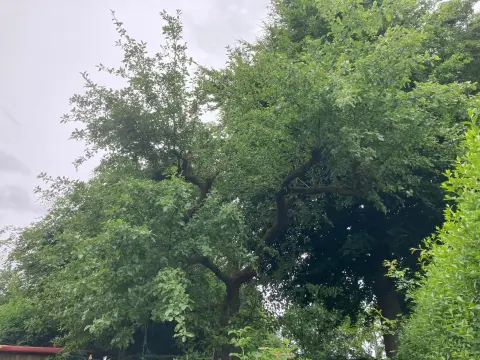 Dichter Wald mit grünen Laubbäumen unter bewölktem Himmel, alte Bäume mit ausladenden Ästen.