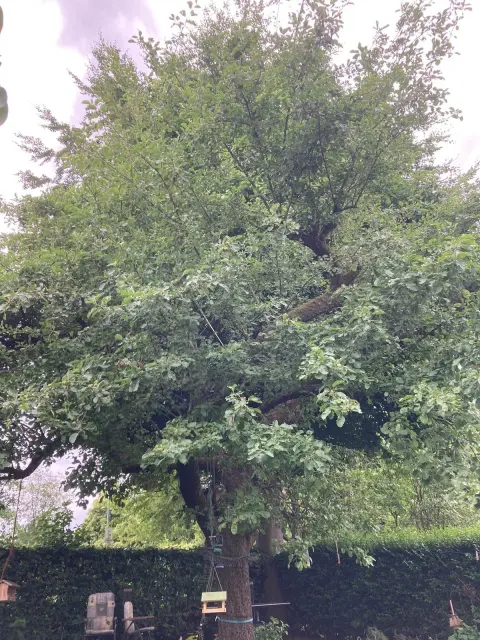 Großer, alter Baum mit dichtem grünem Laub in einem Garten, umgeben von Hecken und Gartenelementen.
