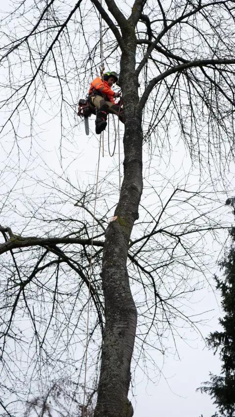 Baumpfleger in orange Schutzkleidung klettert mit Seil an kahlem Baum hinauf.