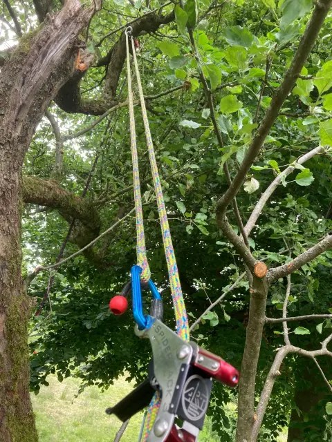 Kletterausrüstung mit buntem Seil und rotem Ball hängt an einem Baum im grünen Wald.