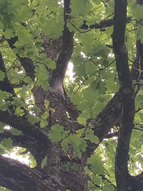 Baumkrone mit grünen Blättern und dunklen Ästen im Wald, Blick von unten nach oben.