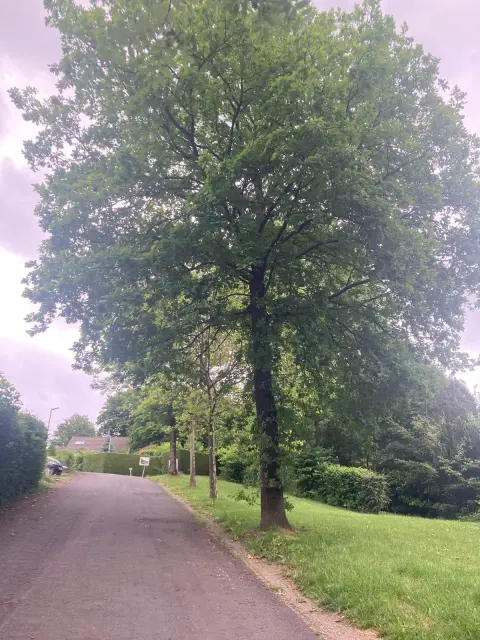 Landstraße mit großem Laubbaum, grünen Wiesen und Häusern im Hintergrund an bewölktem Tag.
