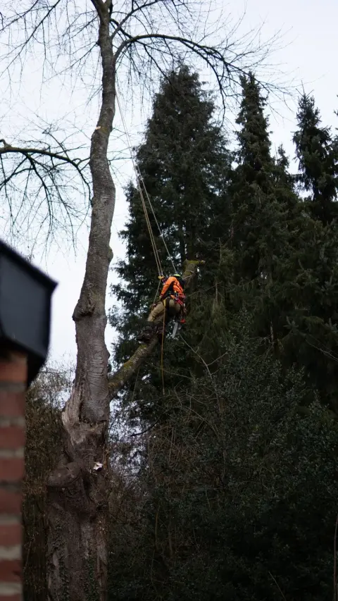 Kletterer in orangener Ausrüstung rappelt an Seil von kahlem Baum ab, umgeben von grünen Nadelbäumen.