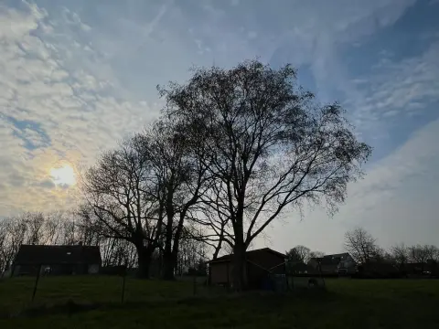 Landschaftsaufnahme mit kahlem Baum, Häusern und grüner Wiese unter bewölktem Himmel.