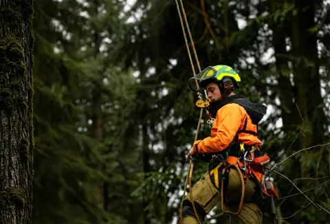 Kletterer in Schutzausrüstung rappelt an einem moosigen Baum in einem Wald hinab.
