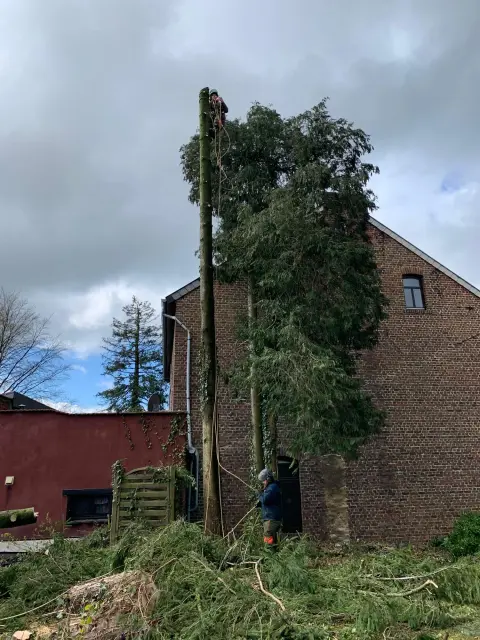 Baumpfleger klettert an Stange neben altem Backsteingebäude mit wildem Efeu und Schnittholz am Boden.