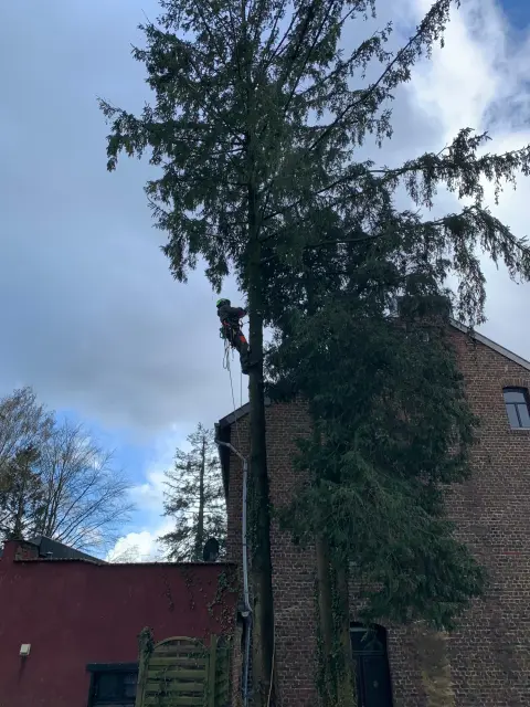 Baumpfleger arbeitet an einer hohen Fichte neben einem Backsteingebäude mit Efeu bewachsen.