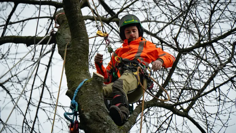 Baumpfleger in Schutzausrüstung mit Helm und Seil sitzt in Baumkrone und arbeitet an Ästen.