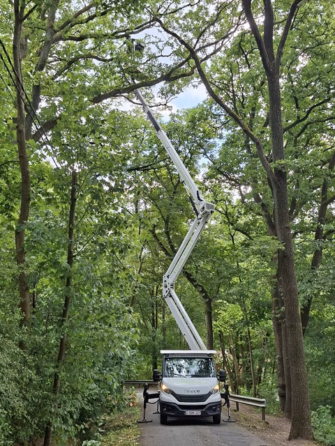 Iveco-Hubsteiger mit ausgefahrenem Arm zwischen Bäumen in einem Waldweg.