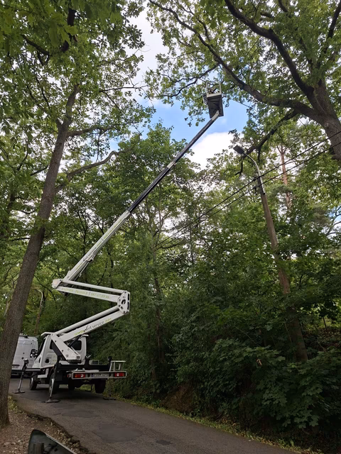 Hubsteiger mit ausgefahrenem Arm zwischen Bäumen auf einer Waldstraße.